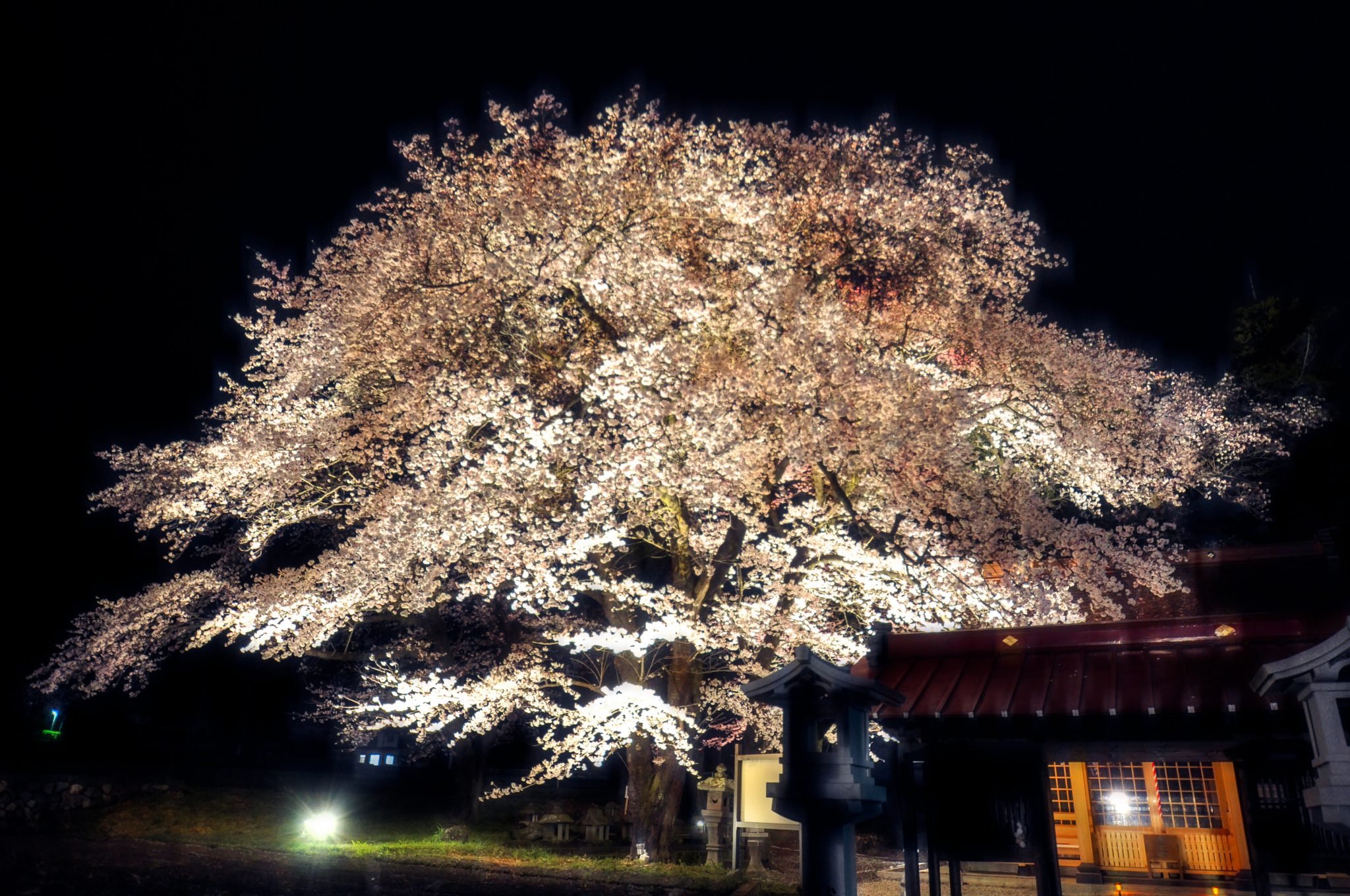 🌸 악어 언덕 벚나무 (와니즈카노사쿠라) 이미지 6